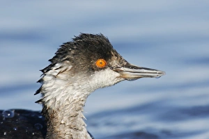 Eared Grebe