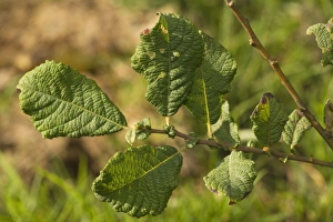 Images Dated 24th August 2006: Eared Willow