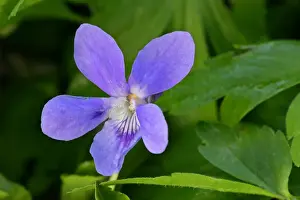 Violet Prints: Early dog violet single blossom growing on forest floor Baden-Wuerttemberg, Germany