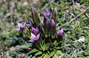 Images Dated 12th December 2007: Early Gentian Dorset Coast