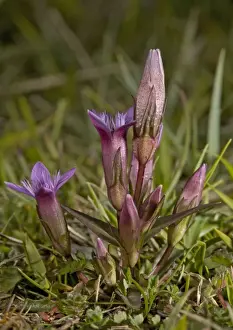 Gentian Prints: Early gentian, endemic to UK. anglic