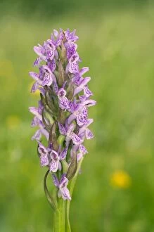Images Dated 15th June 2010: Early Marsh Orchid