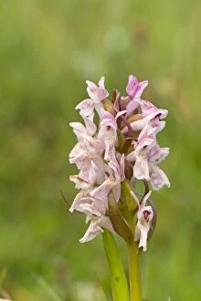 Images Dated 17th June 2014: Early Marsh Orchid