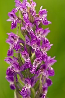 Images Dated 5th June 2011: Early Marsh Orchid - in flower - fen