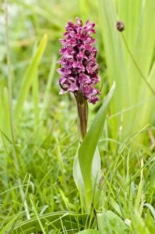 Images Dated 17th June 2009: Early Marsh orchid - North Uist - Outer Hebrides - Scotland