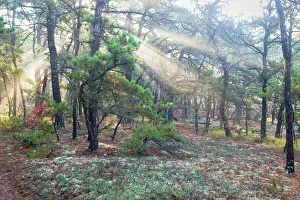 Wood Prints: Early morning light in forest along shore of Cape Cod Mass in October