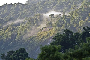 Images Dated 3rd December 2008: Early morning mist - In forest at Asa Wright Centre - Trinidad
