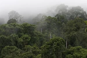Images Dated 4th August 2006: Early morning mist in rain forest at Danum Valley, Borneo