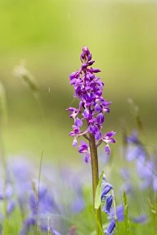 Images Dated 17th May 2013: Early Purple Orchid