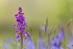 Images Dated 17th May 2013: Early Purple Orchid - with Bluebells