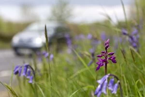 Images Dated 17th May 2013: Early Purple Orchid - with Bluebells on roadside verge
