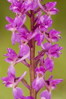 Images Dated 8th May 2007: Early Purple Orchid - in flower