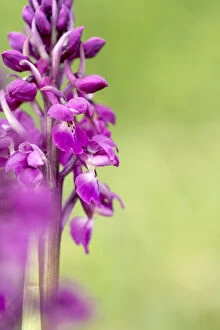 Early Purple Orchid - Flowering - Devon - UK