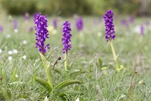 Images Dated 29th May 2012: Early Purple Orchids