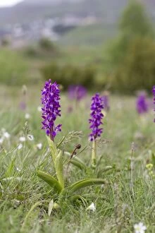 Images Dated 29th May 2012: Early Purple Orchids