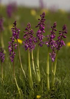 Images Dated 30th April 2005: Early purple orchids