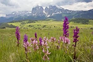 Early Purple Orchids with Alpine Clover in flowery