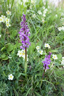 East Anglia Collection: Early Purple Orchids - with Primroses growing on a Norfolk roadside verge