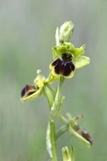 Images Dated 27th May 2012: Early Spider Orchid