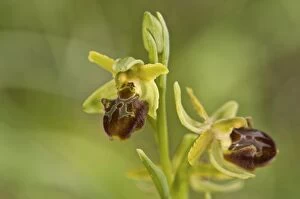 Images Dated 3rd May 2013: Early Spider Orchid