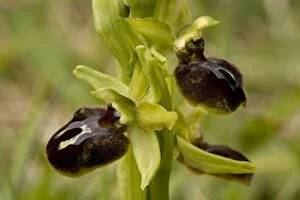 Early spider orchid, growing on the Dorset coast