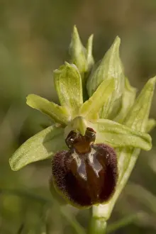Pollination Prints: Early spider orchid (Ophrys sphegodes), growing on the Dorset coast