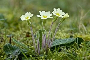 Images Dated 11th March 2012: Early spring Primroses - flowering in March