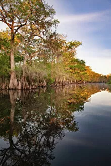 Blackwater Gallery: Early spring view of cypress trees reflecting