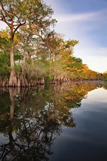 Early Prints: Early spring view of cypress trees reflecting on blackwater area of St