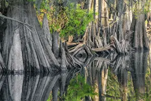 Early spring view of cypress trees reflecting on blackwater area of St. Johns River, central Florida. Date: 12-03-2021