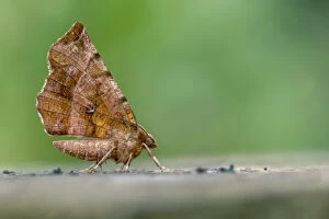 Early Thorn Moth - Second Generation - Cornwall - UK
