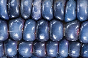 Two ears of Vadito Blue corn (Zea mays)