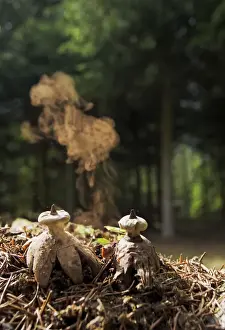 Shed Prints: Earth Star - shedding spores - Bedfordshire UK 14918