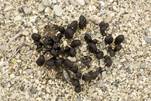 Images Dated 18th July 2006: An earth tongue fungus on dunes, north Norway
