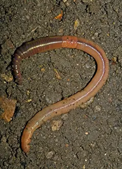 Earthworm