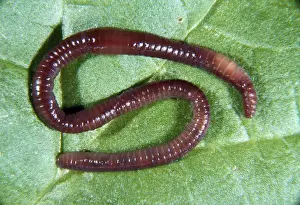 Earthworm