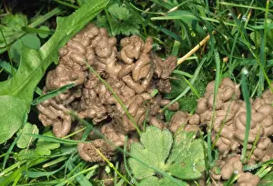Casts Prints: Earthworm - cast on lawn UK