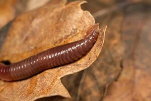 Earthworms Collection: Earthworm - close-up of head - UK