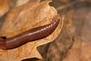 Worm Prints: Earthworm - close-up of head - UK
