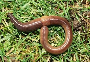 EARTHWORM - crawling over grass, showing saddle