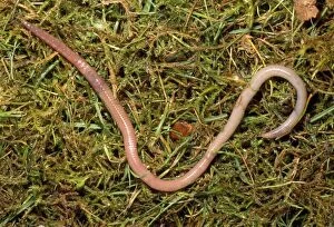 Earthworms Collection: Earthworm - crawling over grass - UK