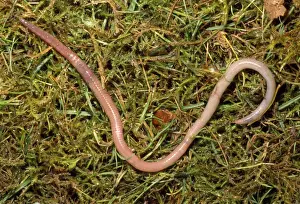 Segments Prints: Earthworm - crawling over grass - UK