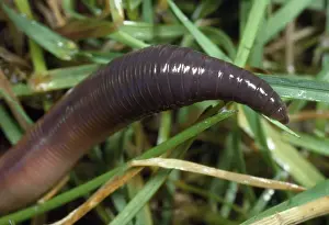 Worm Prints: Earthworm - head in close-up