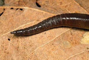 Earthworms Collection: Earthworm - head in close-up UK