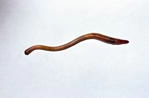 Images Dated 19th October 2004: Earthworm Moving forwards on white background Reading garden, UK