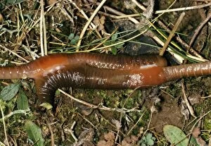 Images Dated 26th April 2005: Earthworm - pair mating