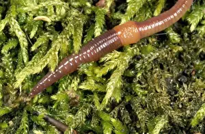 Worm Prints: Earthworm - showing clitellum