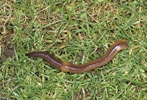 Earthworms Collection: Earthworm SPH 969 Tail in burrow, UK. Lumbricus terrestris © Steve Hopkin / ARDEA LONDON