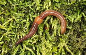 Segments Prints: Earthworm UK