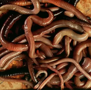 Images Dated 15th June 2004: Earthworms